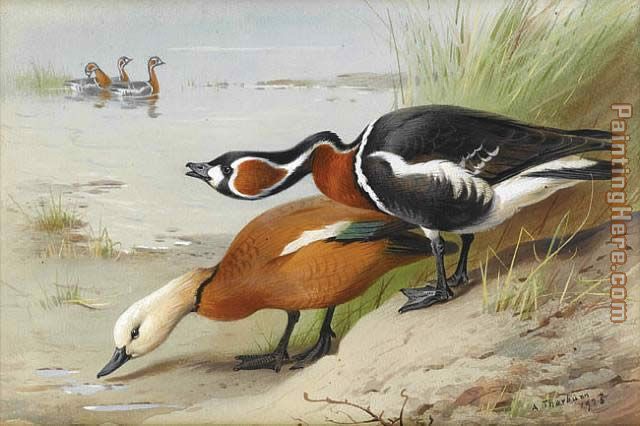 Ruddy Shelduck and Red Breasted Goose painting - Archibald Thorburn Ruddy Shelduck and Red Breasted Goose art painting